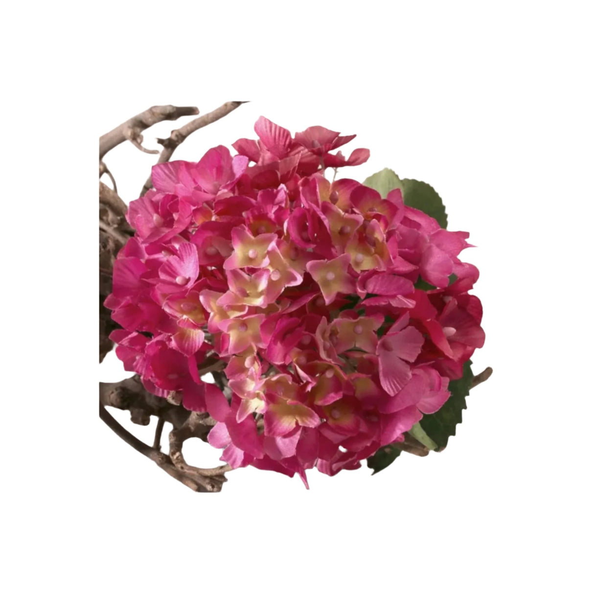 Single Hydrangea Fuchsia