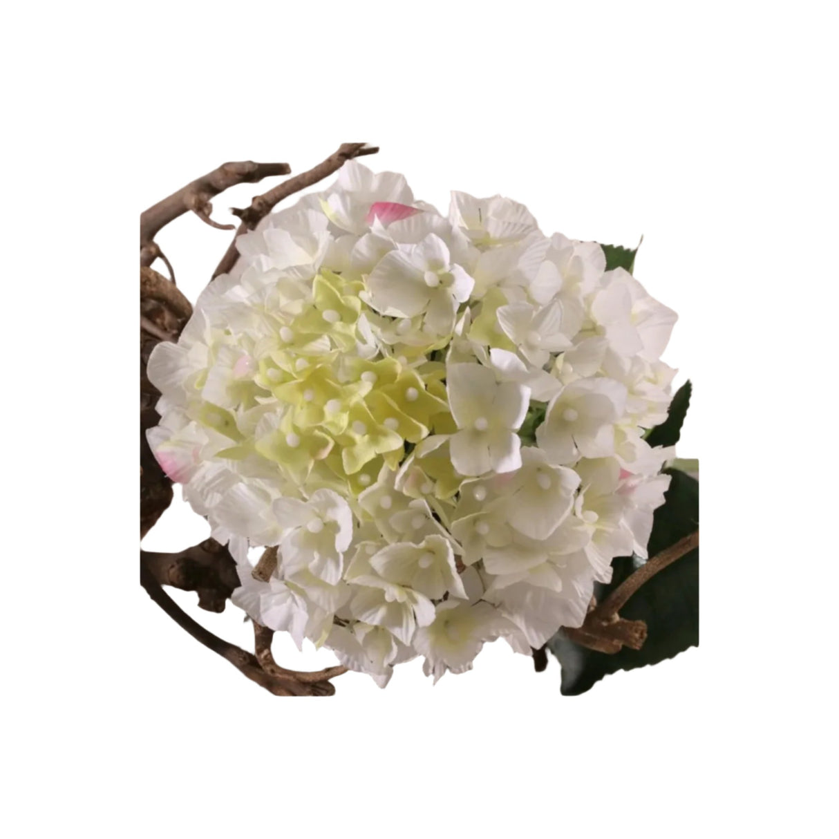 Single Hydrangea Cream