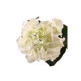 Hydrangea White/Cream