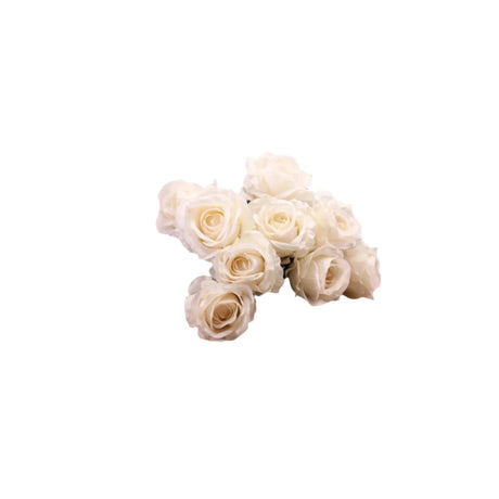 Rose Bush x 9 Cream